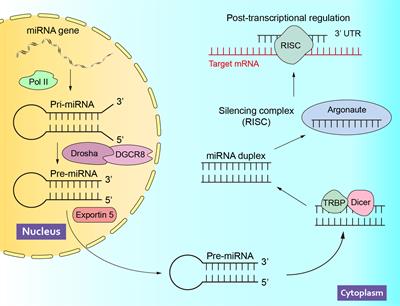 The role of microRNAs in erectile dysfunction From Frontiers